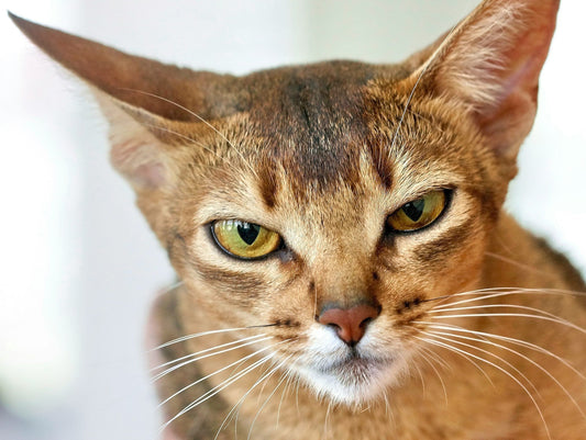 Abyssinian Cats