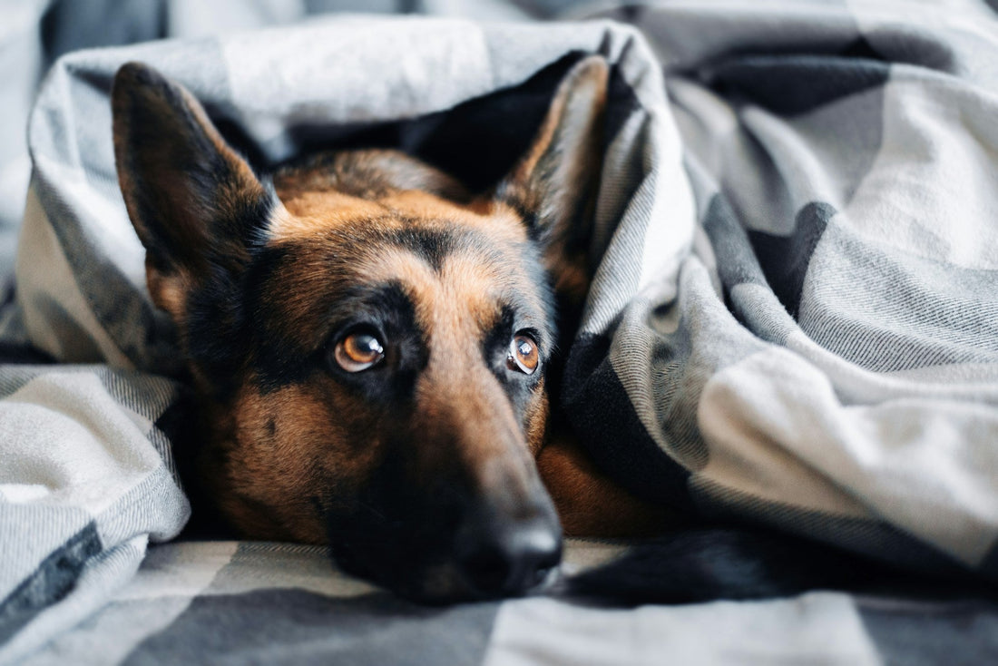 Anxiety in Dogs