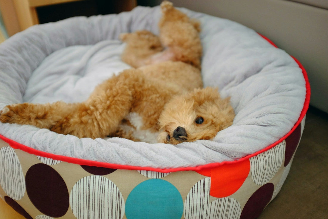 Are Expensive Dog Beds Worth It