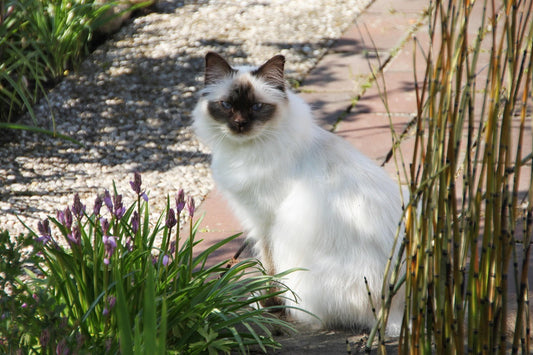 Birman Cats