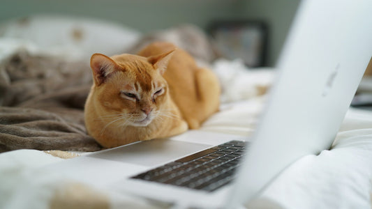 Burmese Cats