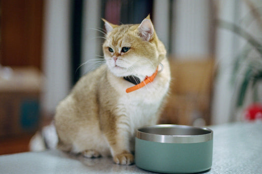 Collar-Activated Cat Bowls