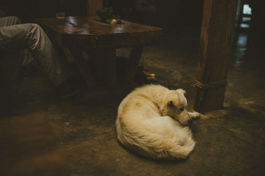 Do Dogs Like Sleeping in the Dark