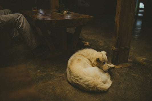 Do Dogs Like Sleeping in the Dark