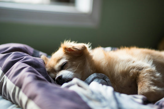 Do Dogs Prefer to Sleep Alone