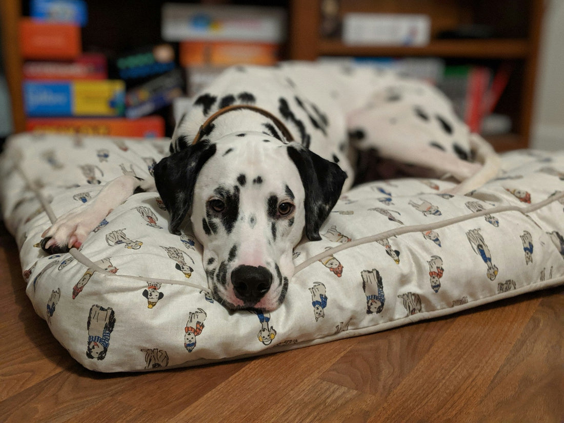 Dog Bed at Home
