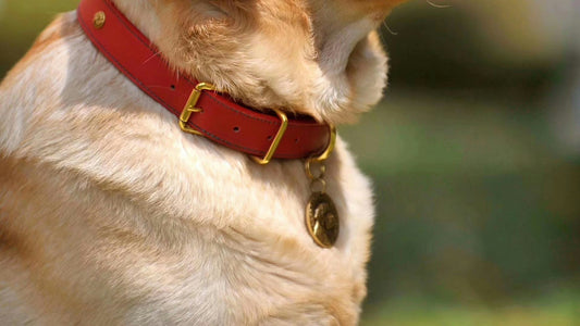 Dog Calming Collars
