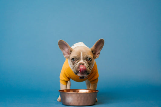 Dog Crate Water Bowl