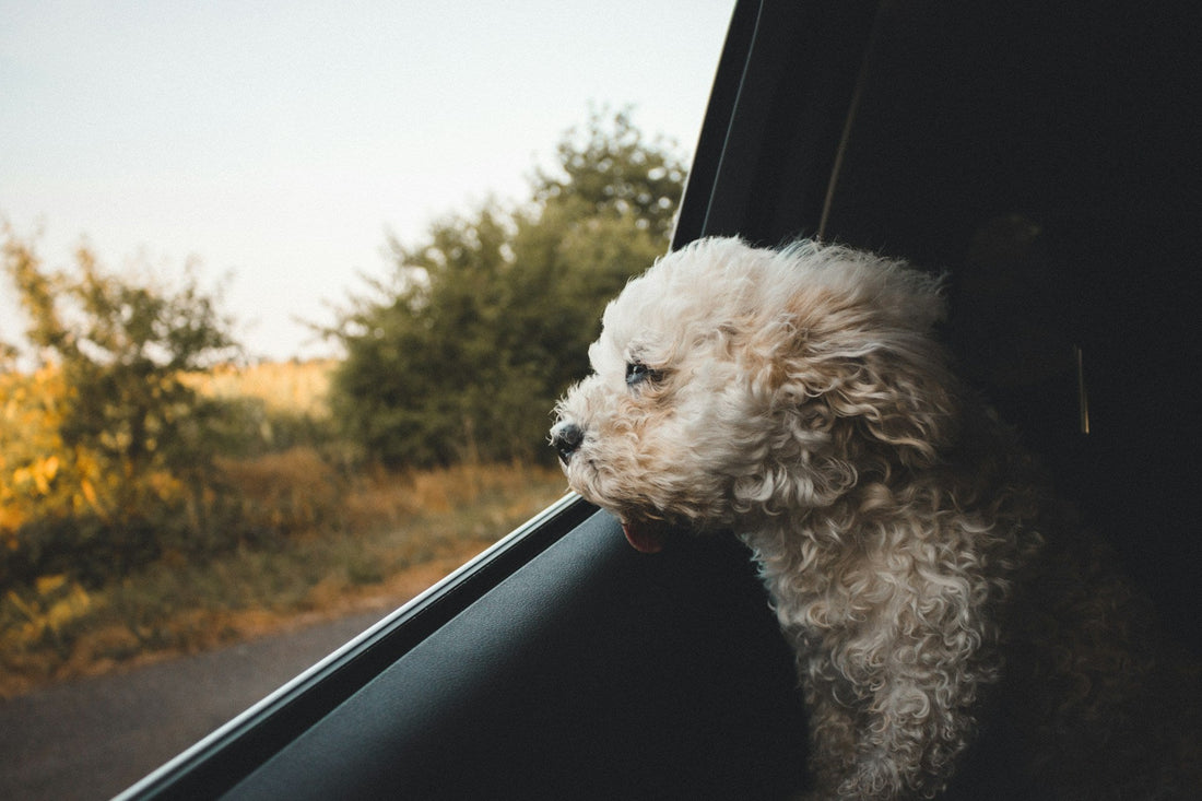 Dog travelling in a car