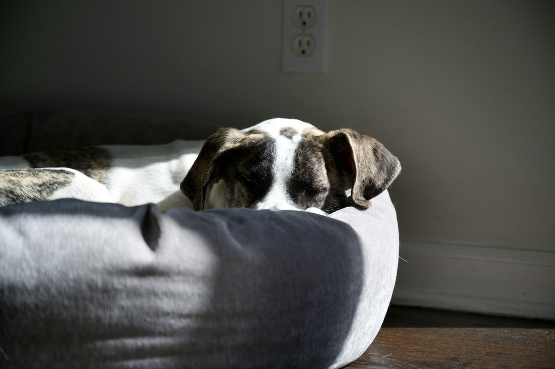Dog’s Bed Could Be Causing Allergies