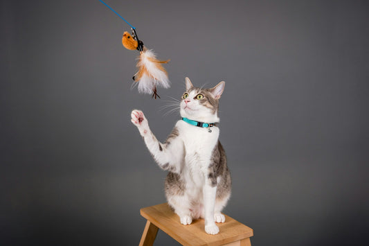 Feather Toys