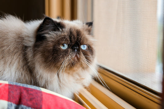 Himalayan Cats