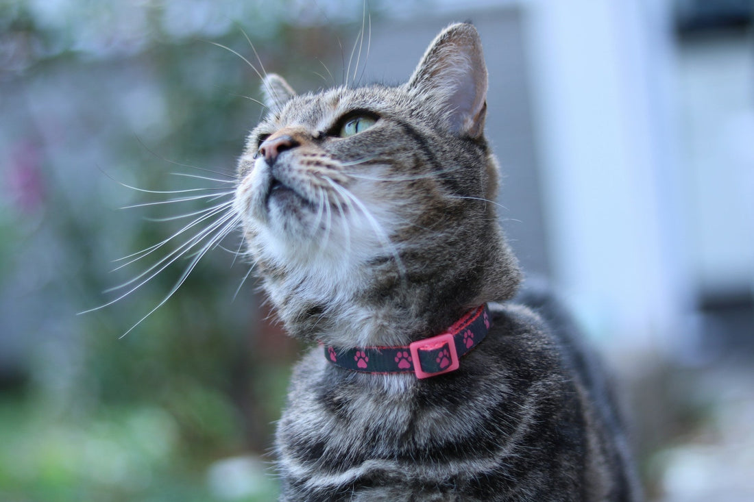 How Long Does It Take for a Cat to Get Used to a Collar
