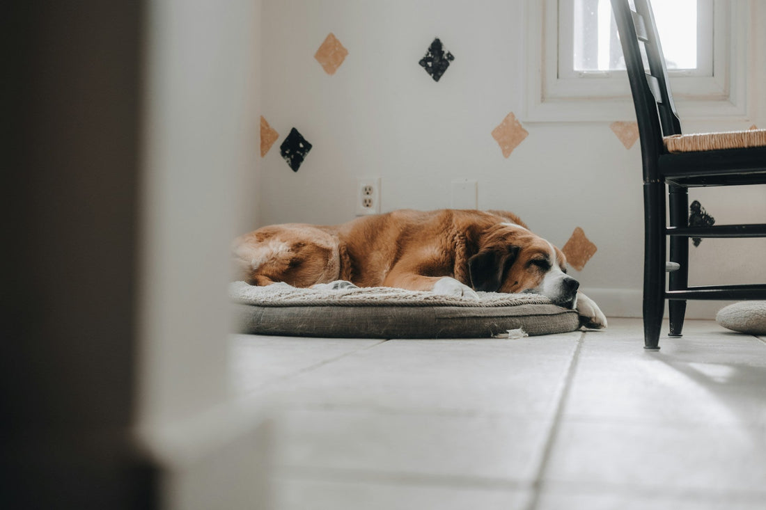 Hypoallergenic Dog Beds