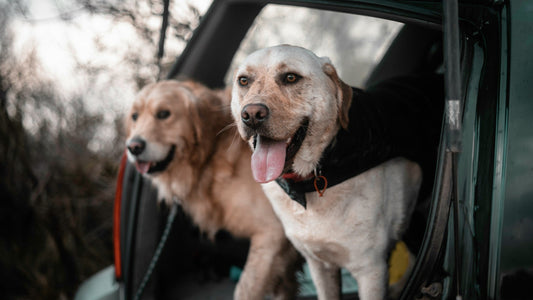 Large Dog Car Safety Harnesses