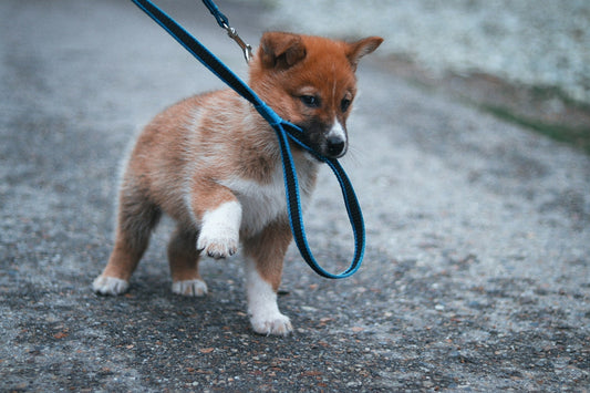 Leash for Small Dogs