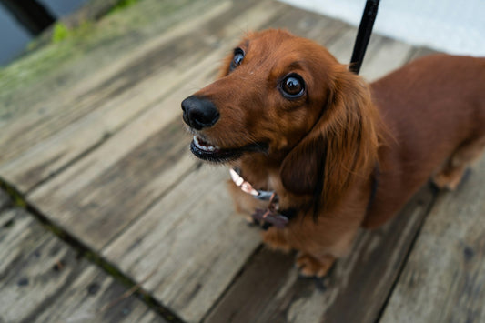 Miniature Dachshund
