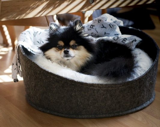 Should a Dog Bed Be Raised