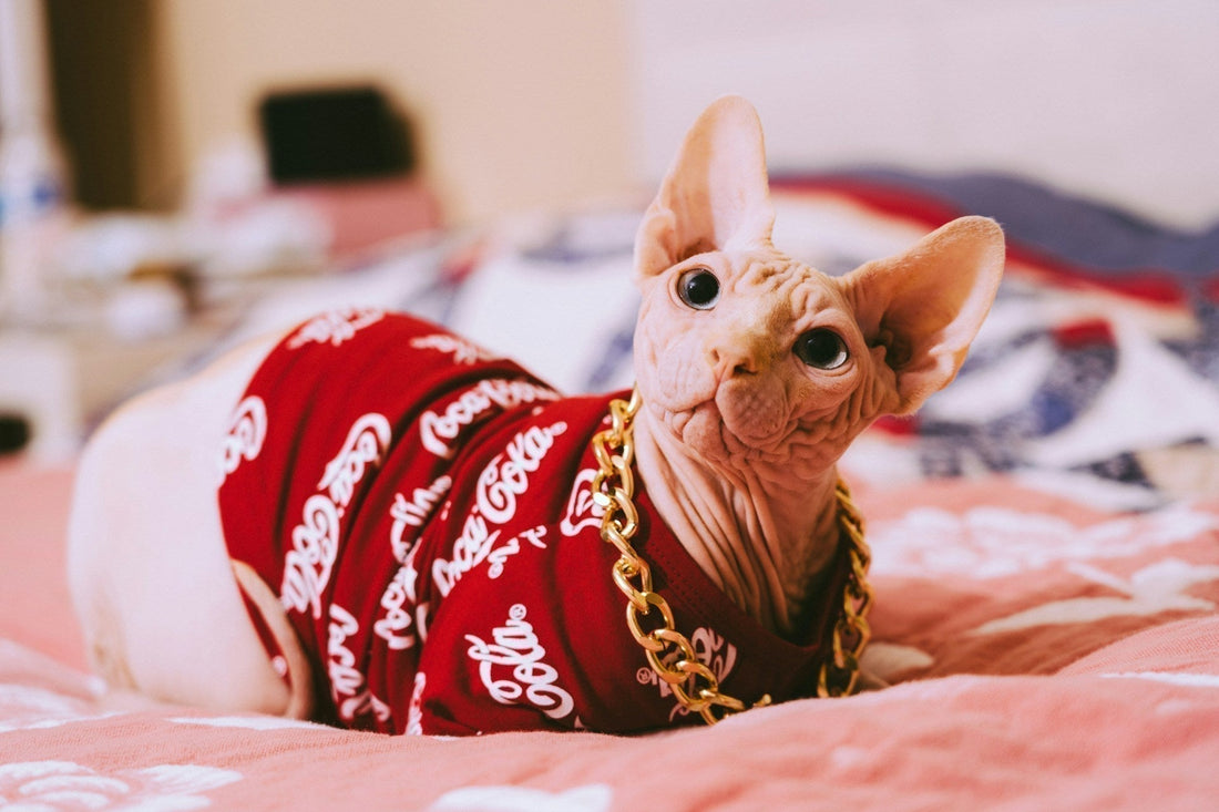 The Hairless Sphynx Cat