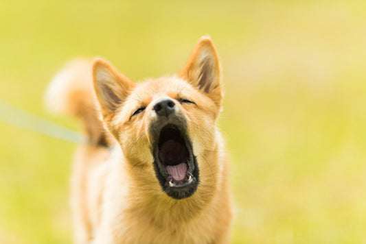 How Long Can a Dog Bark Legally in Australia? Your Guide to Pet Noise Laws