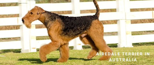 Airedale Terrier in Australia