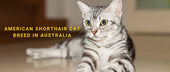 American Shorthair Cat