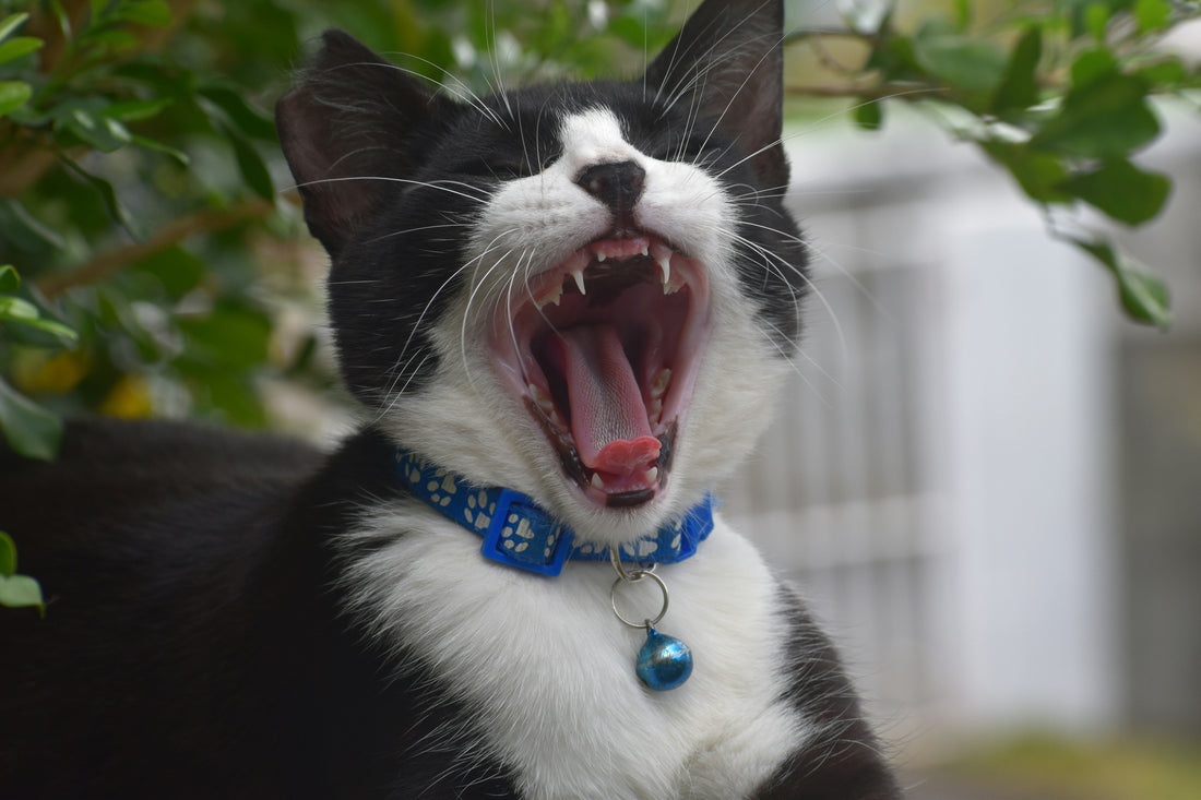 Can a Collar Change a Cat's Behavior?