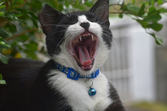 Can a Collar Change a Cat's Behavior?