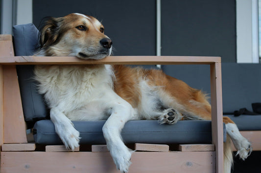 Are Elevated Dog Beds Better for Your Dog