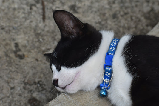 Do cats need collars in Australia?