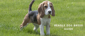 Beagle Dog Breed Guide