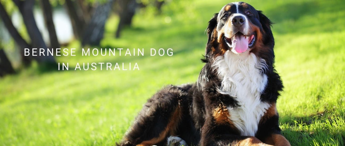 Bernese Mountain Dogs in Australia