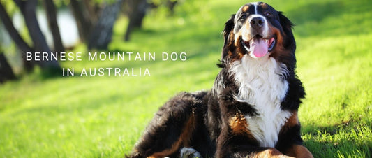 Bernese Mountain Dogs in Australia