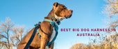 Best Big Dog Harness in Australia