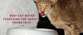 Best Cat Water Fountains for Anxiety-Prone Cats: Gentle-Flow Models That Feel Safe