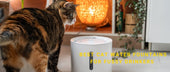 Best Cat Water Fountains for Fussy Drinkers