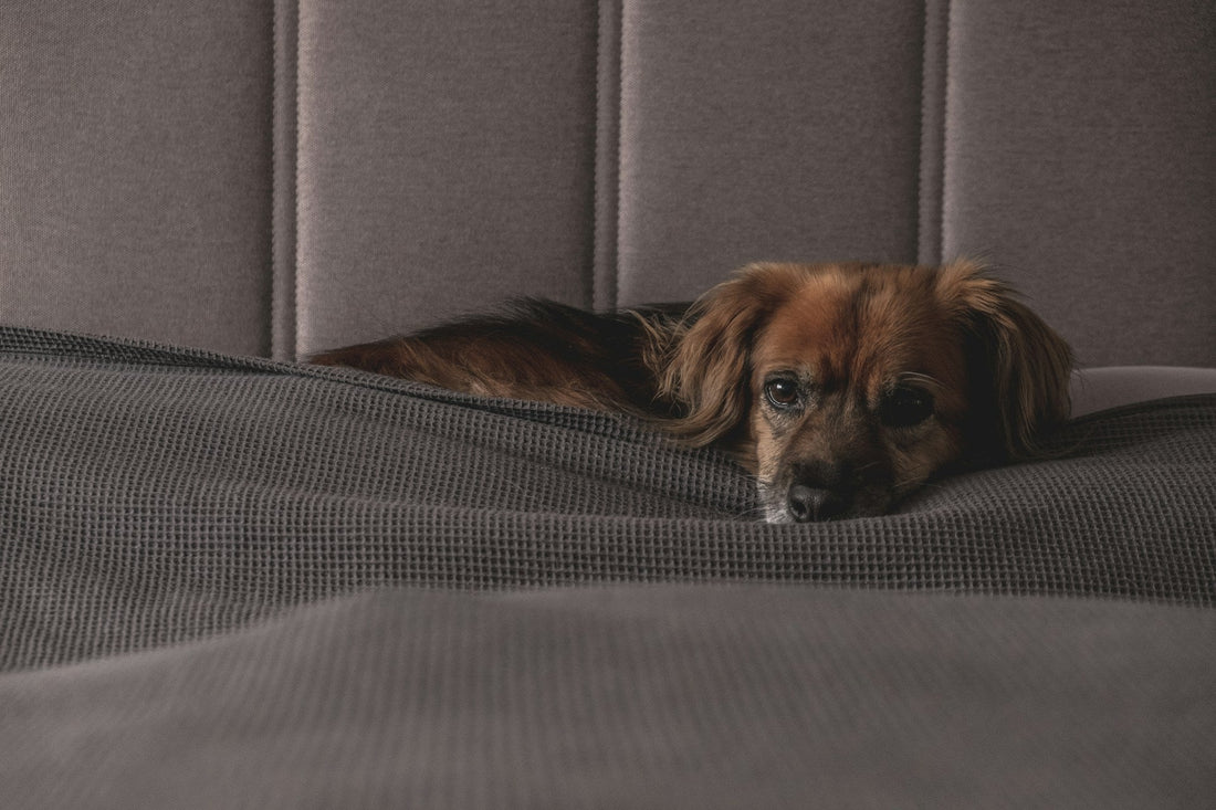 Best Chew-Proof Dog Beds