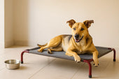 Dog on cooling bed