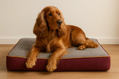 Cocker spaniel on dog bed