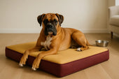 Boxer on cooling bed