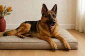 German Shepherd on XXL bed