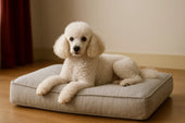Poodle on plush dog bed