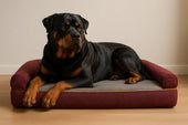 Rottweiler on orthopaedic bed