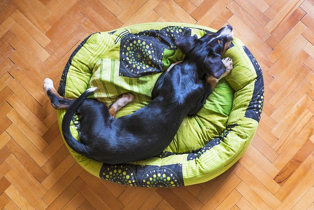 Best Dog Beds for Joint Problems