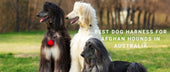 Best Dog Harness for Afghan Hounds in Australia: Lightweight, Sighthound-Shaped Fits for a Tall, Elegant Breed