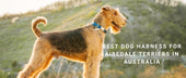 Best Dog Harness for Airedale Terriers in Australia