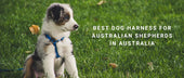 Best Dog Harness for Australian Shepherds