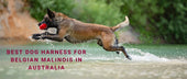 Best Dog Harness for Belgian Malinois in Australia: Tactical, High-Control Harnesses for an Elite Working Breed