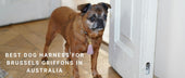 Best Dog Harness for Brussels Griffons