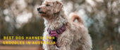Best Dog Harness for Groodles